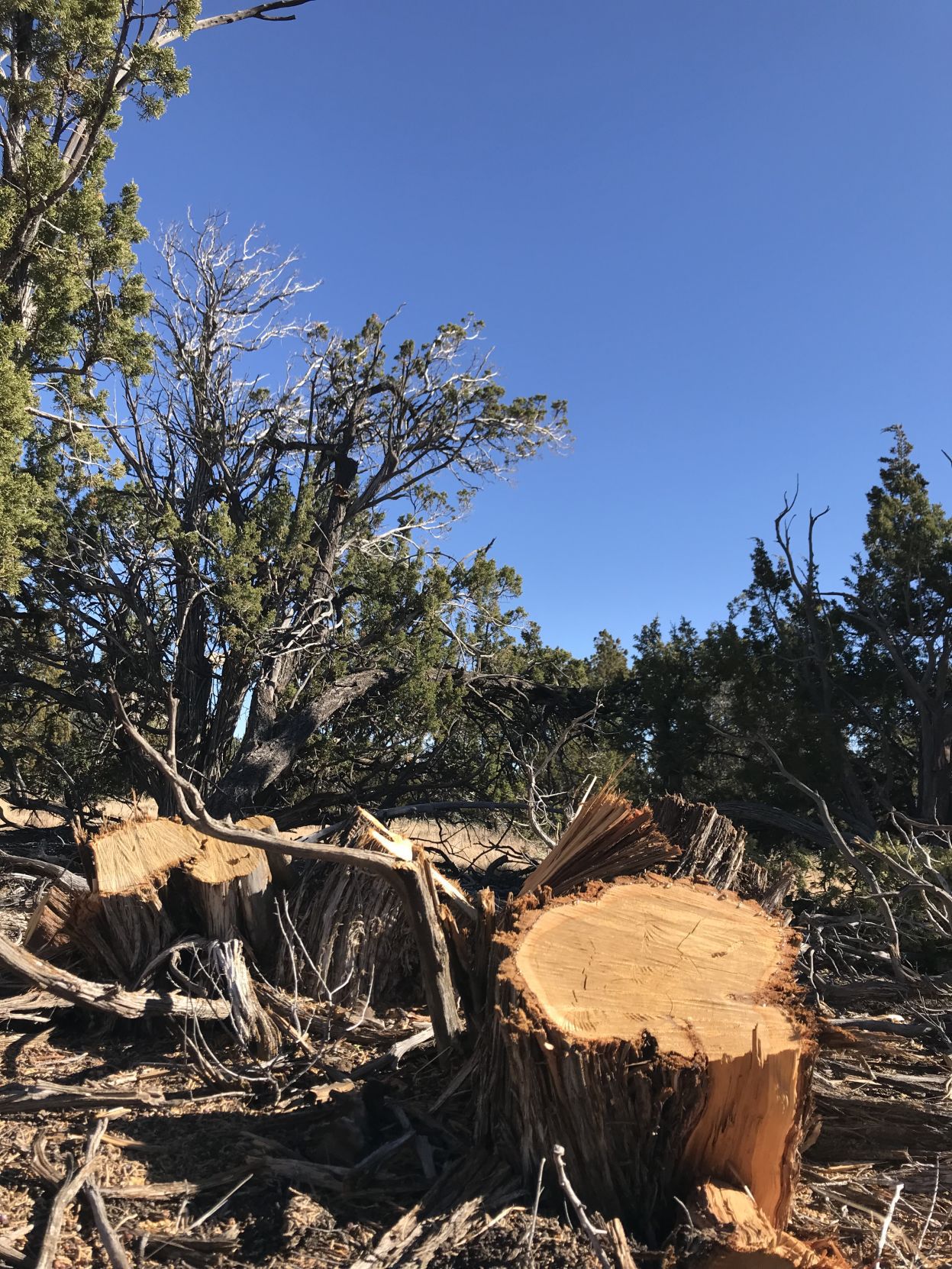 Cut juniper tree